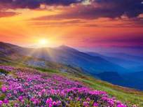 sunrise over a field of desert flowers